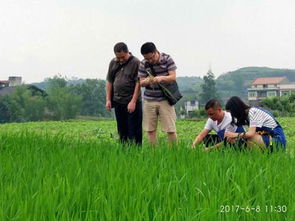 市農(nóng)科所水稻育種基地通過(guò)市農(nóng)作物產(chǎn)地檢疫檢驗(yàn)