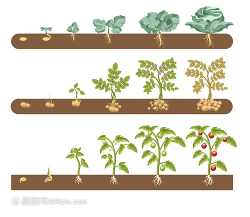 農作物生長周期矢量插畫