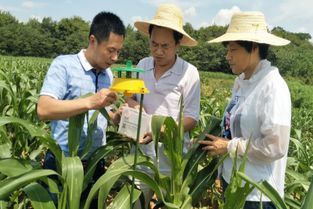 市植保站調(diào)研我區(qū)當前農(nóng)作物病蟲害發(fā)生和防控情況